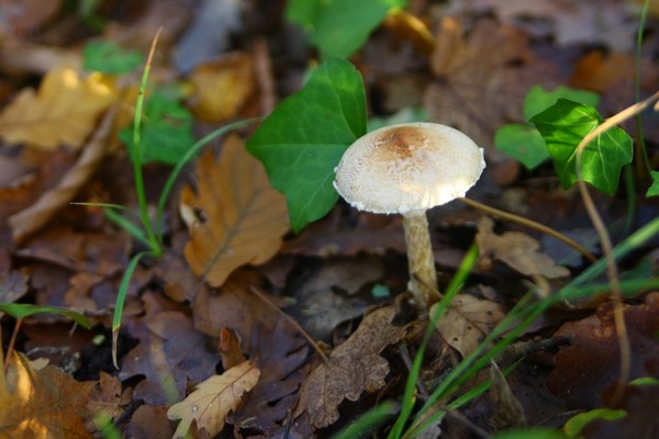 IMG_2244.JPG