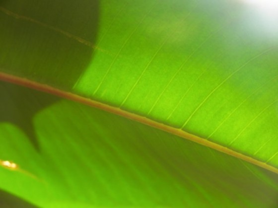 ficus.jpg