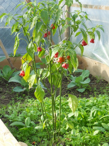 Piment Cambucci Sweet