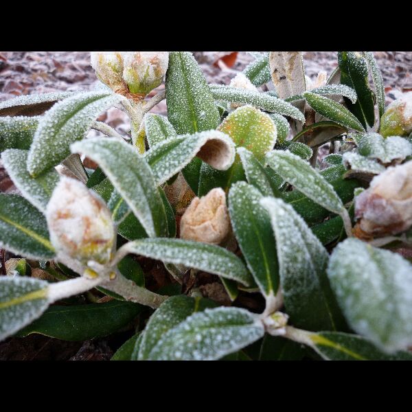 Rhodo yakushimanum