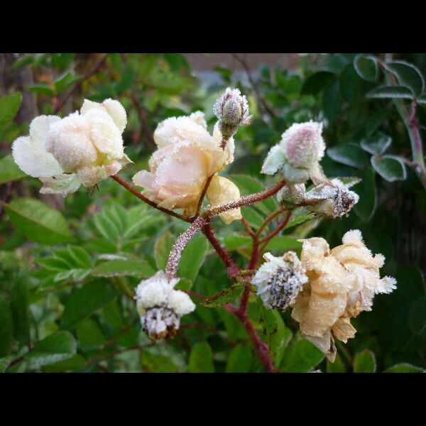 Rosa 'Ghislaine de Féligonde'