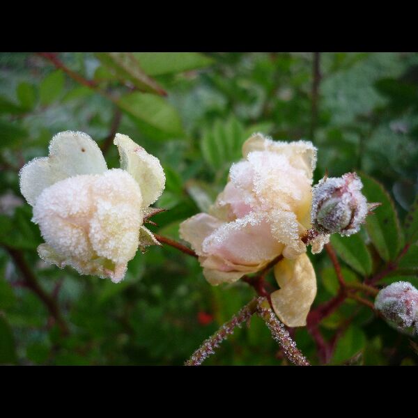Rosa 'Ghislaine de Féligonde' (2)