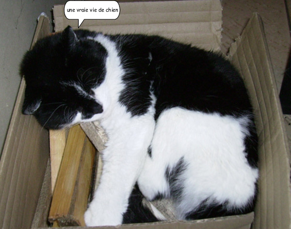 bizounette dort.jpg