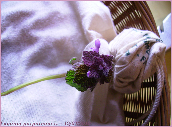 Lamium purpureum L