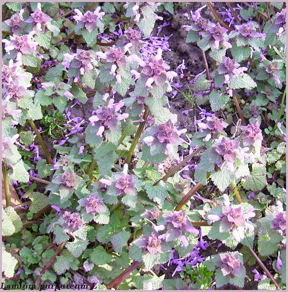 Lamium purpureum L en tapis
