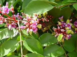 carambole fleur.jpg