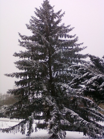 neige 011.jpg