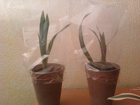 PLANTES 003.jpg