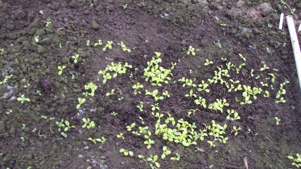 salade_080111_1.JPG