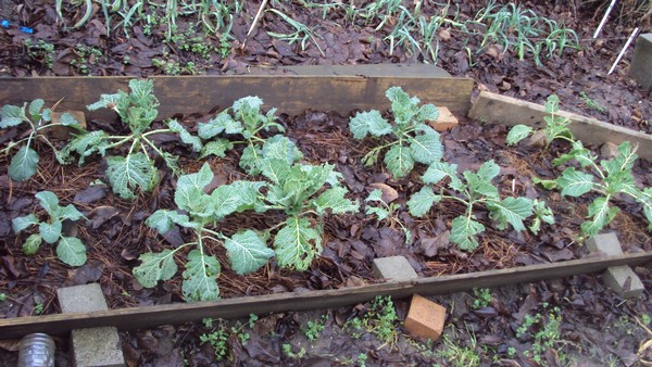 choux_080111.JPG