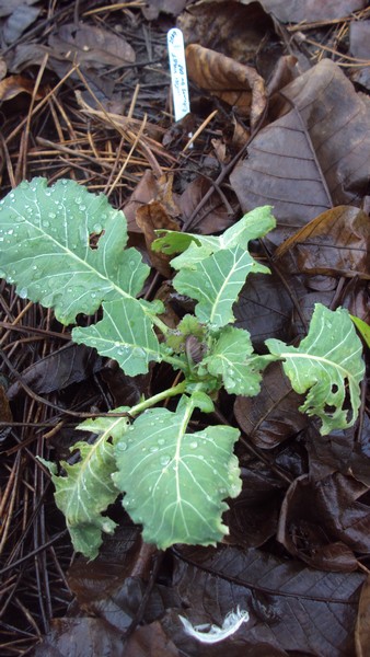 brocoli violet du cap_310710_080111.JPG