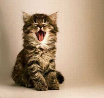 terrrrrriblement mignon  le prédateur !!!!