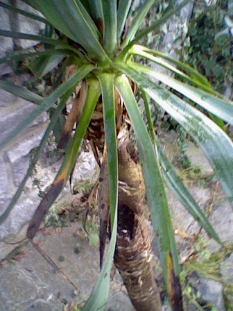 Yucca.JPG