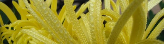 chrysantheme_03.jpeg