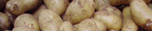 pomme_de_terre.JPG