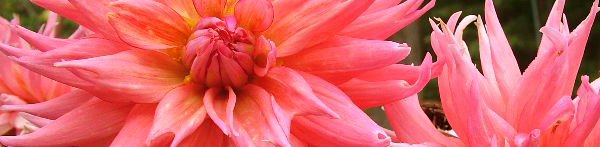 dahlias.JPG