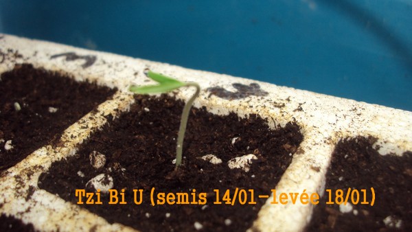 Tzi Bi U_1401_1801.JPG