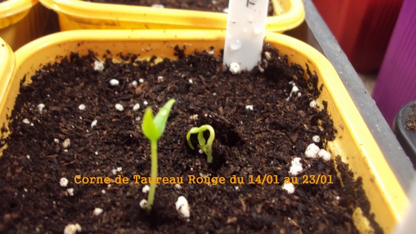 Corne de Taureau Rouge