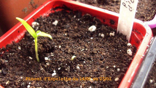 Piment d'Espelette