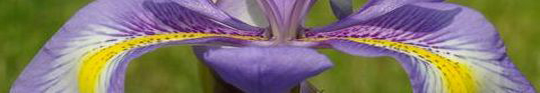 iris.JPG