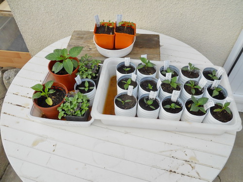 Tout le monde à la piscine .
