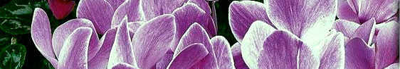 cyclamen.JPG