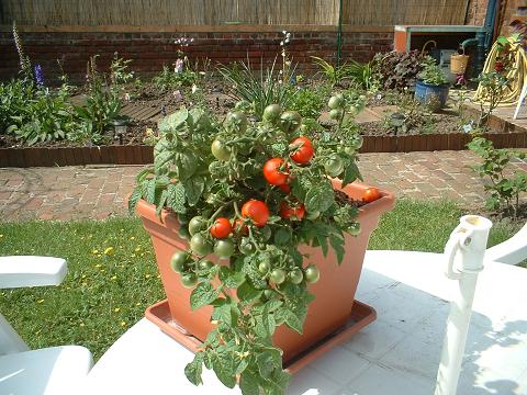 plant nain de tomate