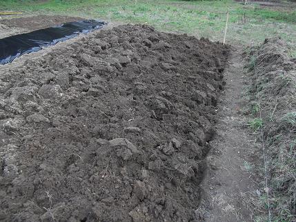 voila la parcelle  pour les pomme de terre   bêcher