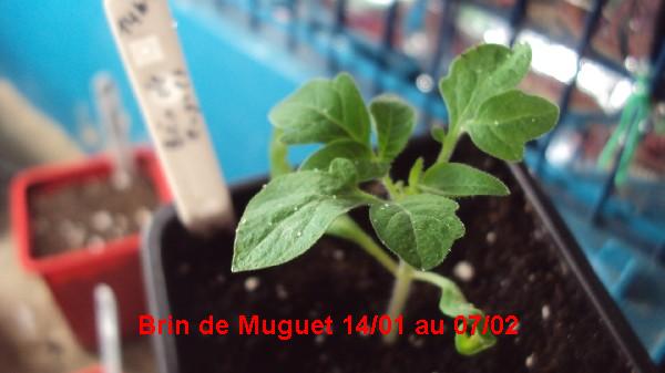 Brin de Muguet_1401_0702.JPG