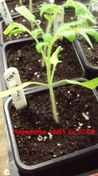 islandaise_1401_0702.JPG