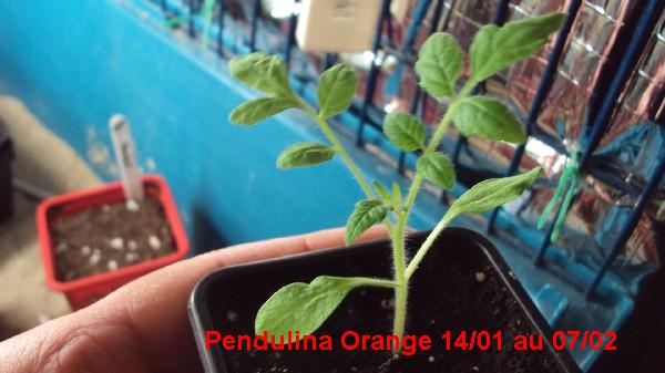 Pendulina Orange_1401_0702.JPG