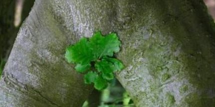 arbre+.JPG