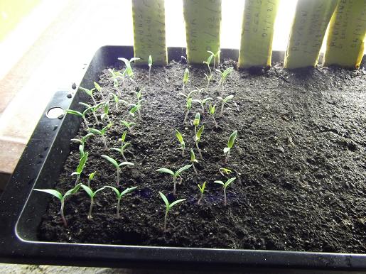 le semi de tomate   fournaise et roma  sorte  très bien mais pas les tomates cerise :!!!!!!