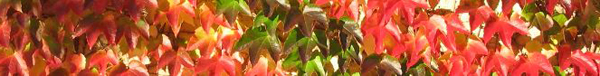 vigne_vierge.JPG