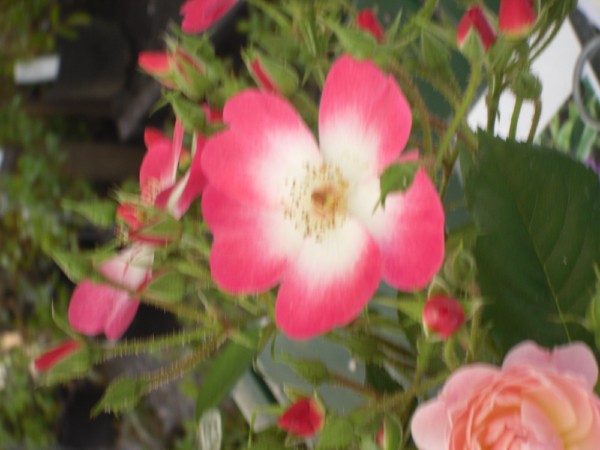 fleurs belgique 002.jpg