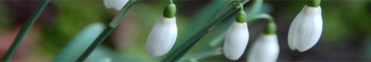 perce_neige.jpg