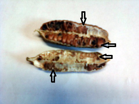 Graines Bazin 01.jpg