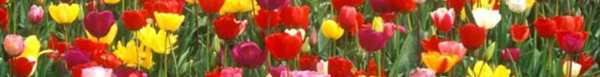 tulipe.JPG