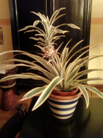 ANANAS 01.jpg