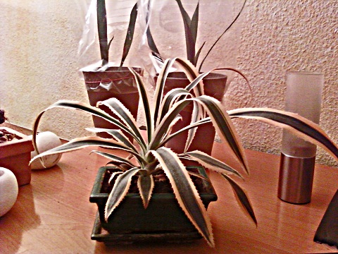 PLANTES 004 BIS.jpg