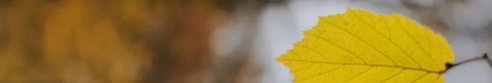 feuille_jaune_02.JPG