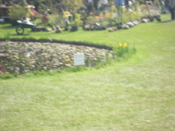 fleurs belgique 008.jpg