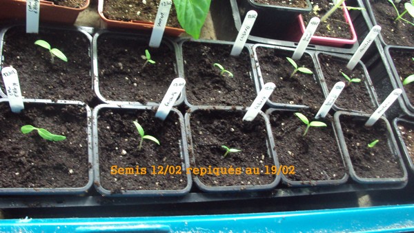 Coeur d'Albenga (2) / Santiam / Grushovka / Chibikko (2 ) / Don Juan (2) / Manitoba (2)