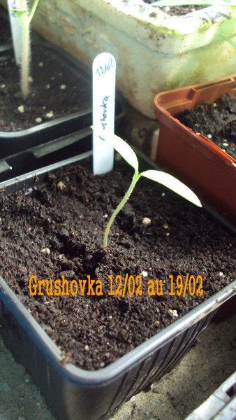 Grushovka 1202_1902.JPG