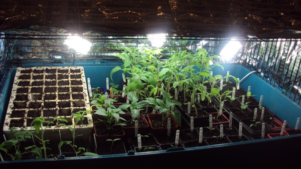 cage au 1902.JPG