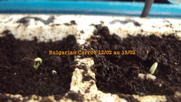 Bulgarian Carrot 1202_1902.JPG