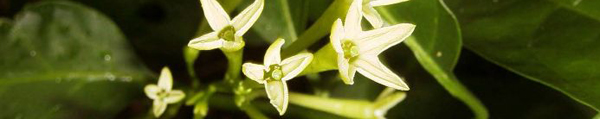 cestrum nocturnum.JPG