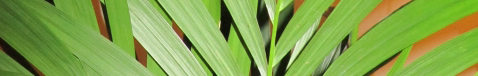plante_interieur.jpg