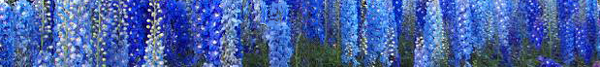 delphinium.jpg