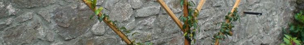 espalier.JPG